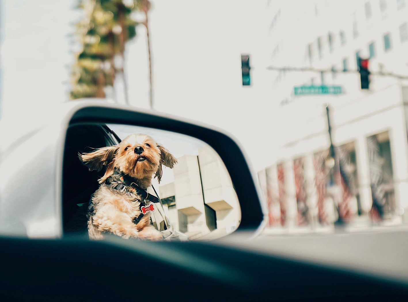 Hund fahrt mit im Auto - Hunderführerschein