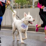 Joggen, laufen, Nordic Walking mit Hund