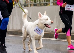 Joggen, laufen, Nordic Walking mit Hund